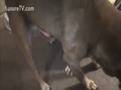 Jerking off and licking the red dog knot, the plump BBC slut